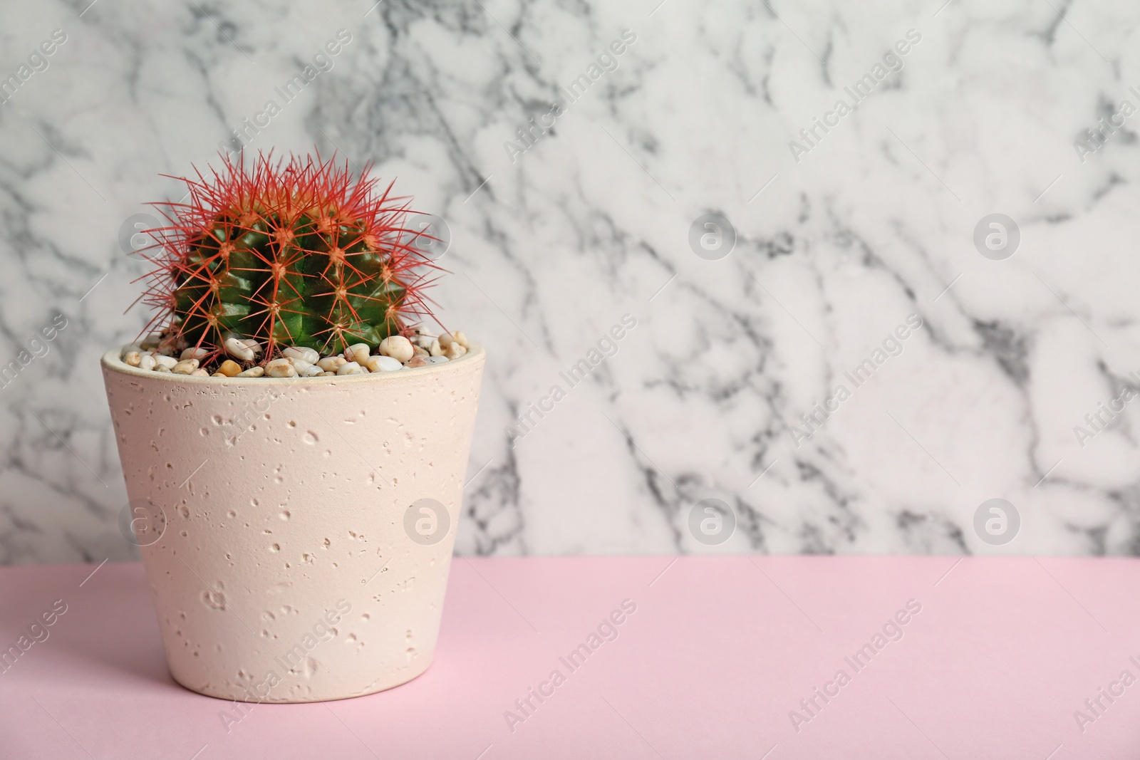 Photo of Beautiful cactus on table