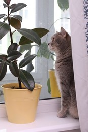 Photo of Cute Scottish straight cat near houseplant on windowsill indoors