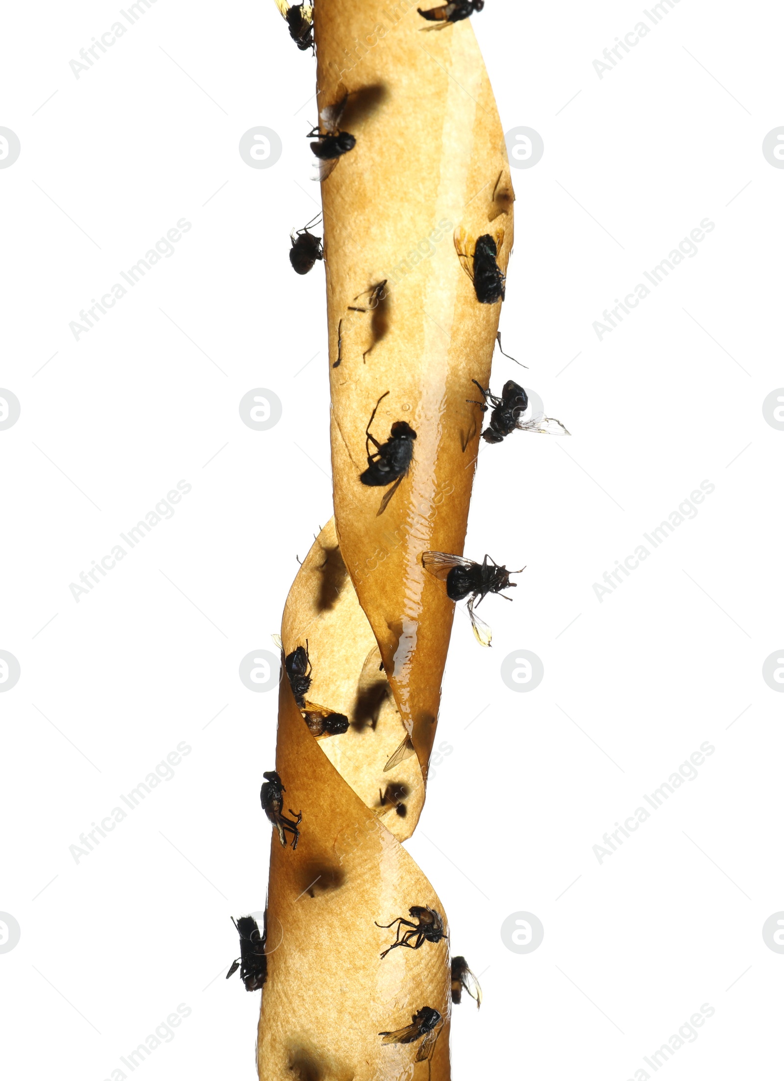 Photo of Sticky insect tape with dead flies isolated on white, closeup