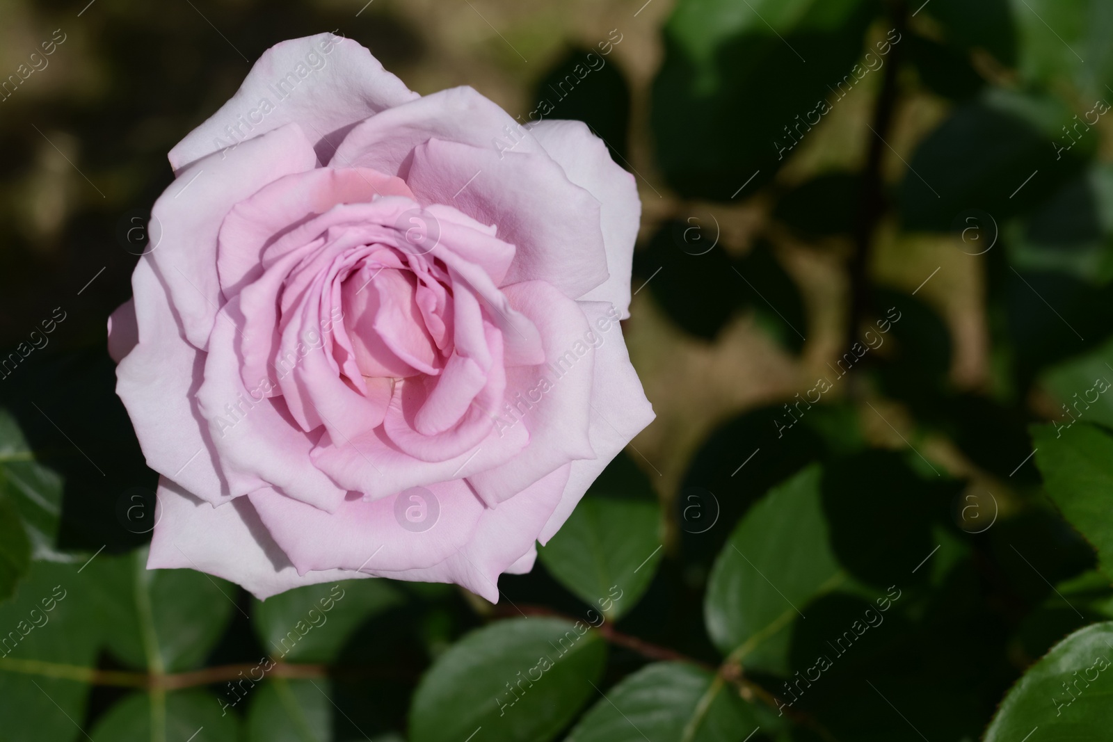 Photo of Beautiful pink rose flower blooming outdoors, closeup. Space for text