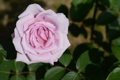 Beautiful pink rose flower blooming outdoors, closeup. Space for text