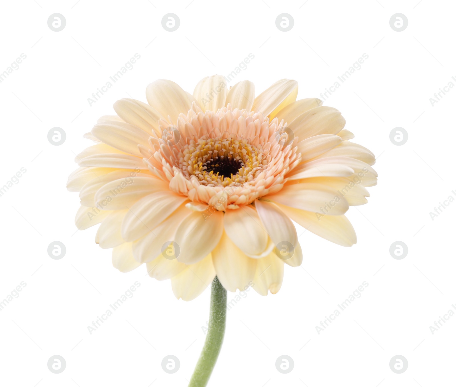 Photo of One beautiful tender gerbera flower isolated on white