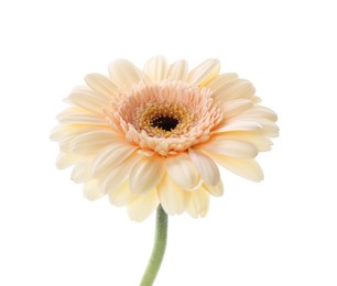 Photo of One beautiful tender gerbera flower isolated on white