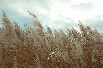 Beautiful dry reeds under cloudy sky outdoors