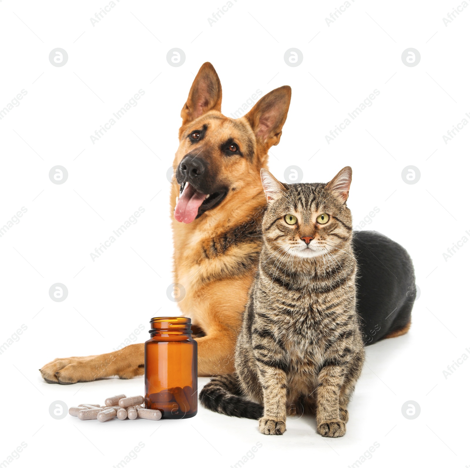 Image of Vitamins for pets. Cute dog with cat and pills on white background