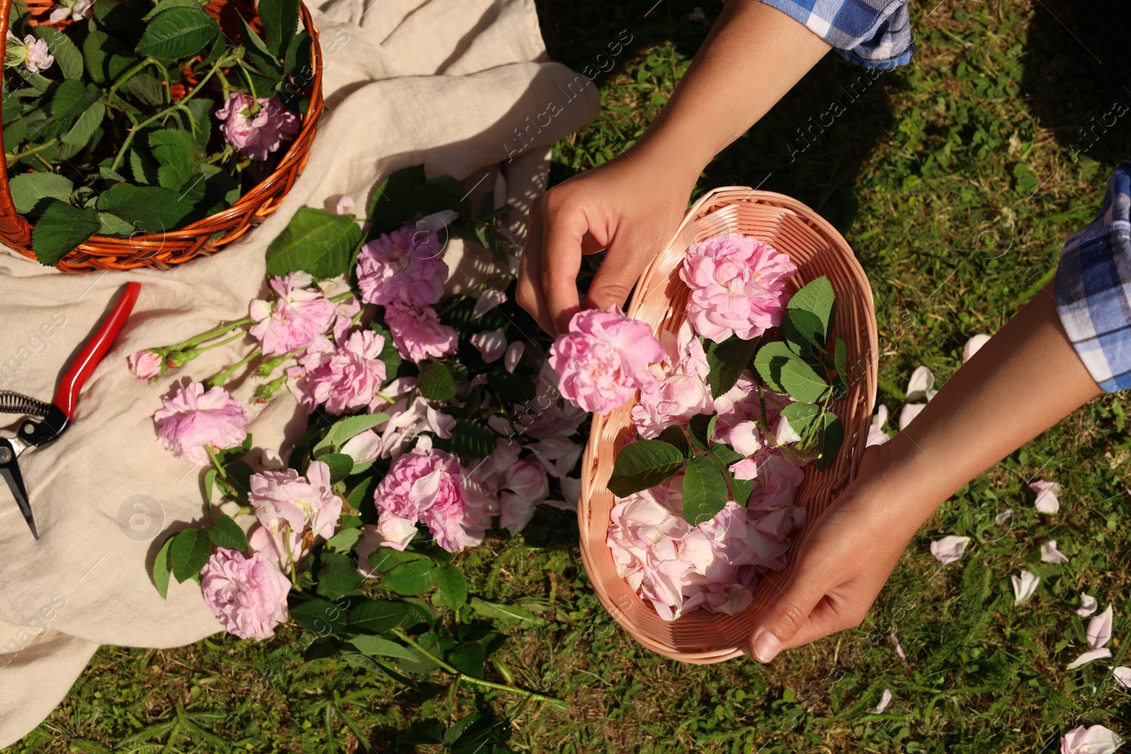 Photo of Woman collecting tea rose petals into wicker basket outdoors, top view