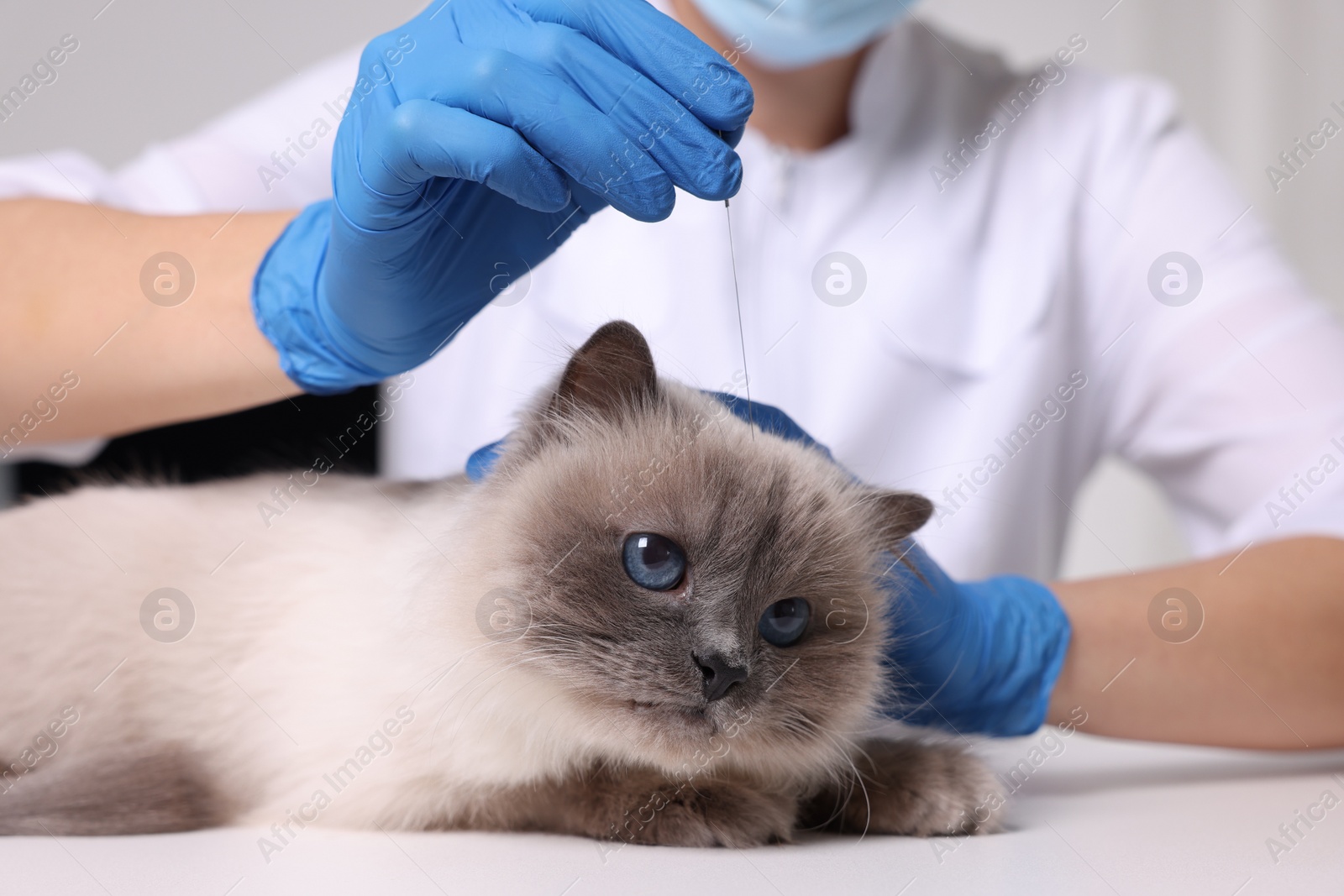 Photo of Veterinary holding acupuncture needle near cat's head in clinic, closeup. Animal treatment