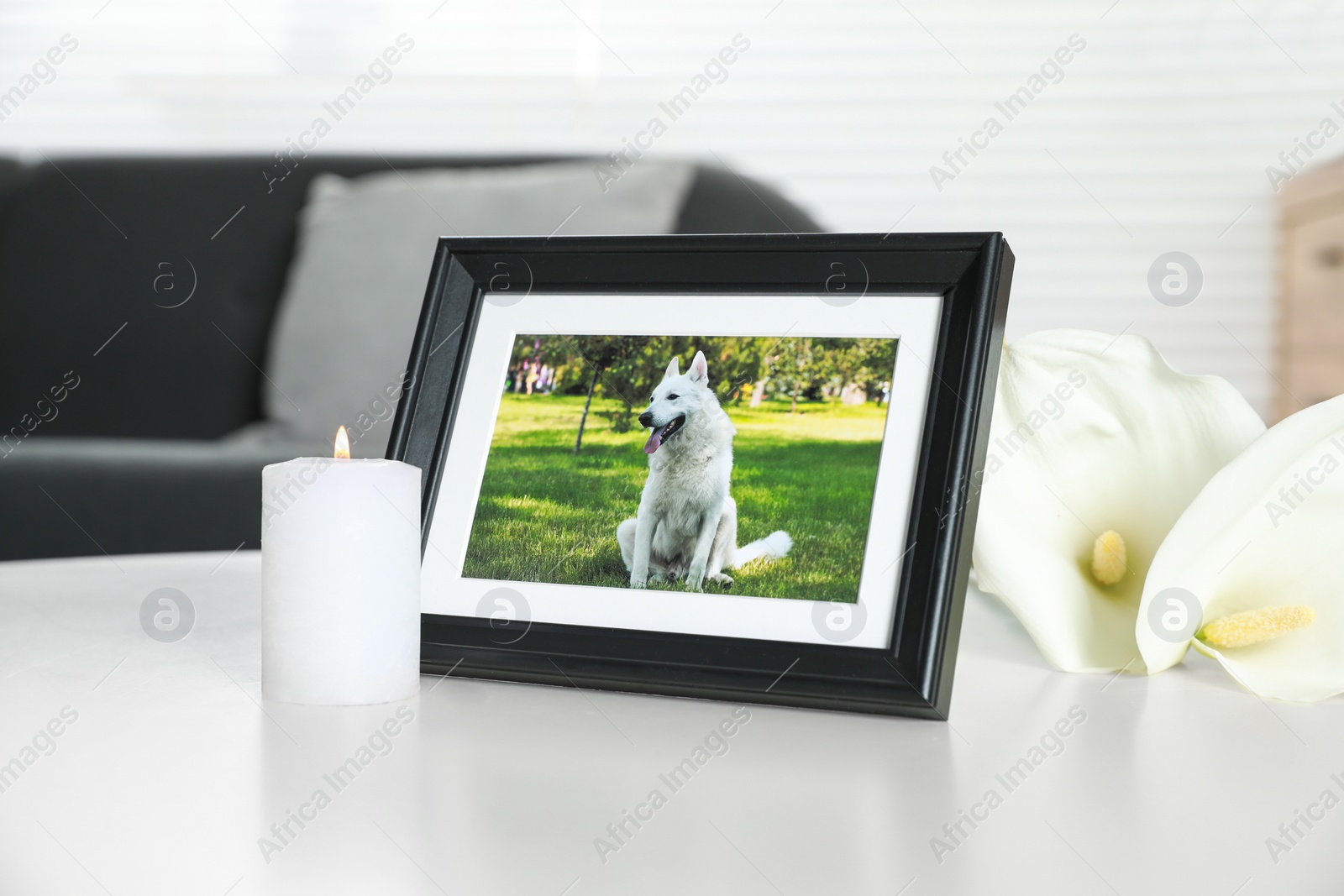 Photo of Frame with picture of dog, burning candle and calla lily flowers on white table indoors. Pet funeral