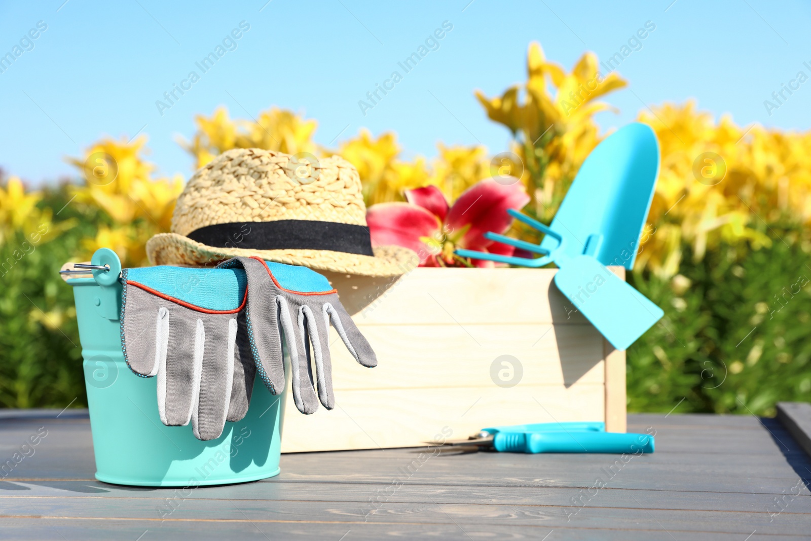 Photo of Wooden crate with lily and gardening tools on grey table at flower field