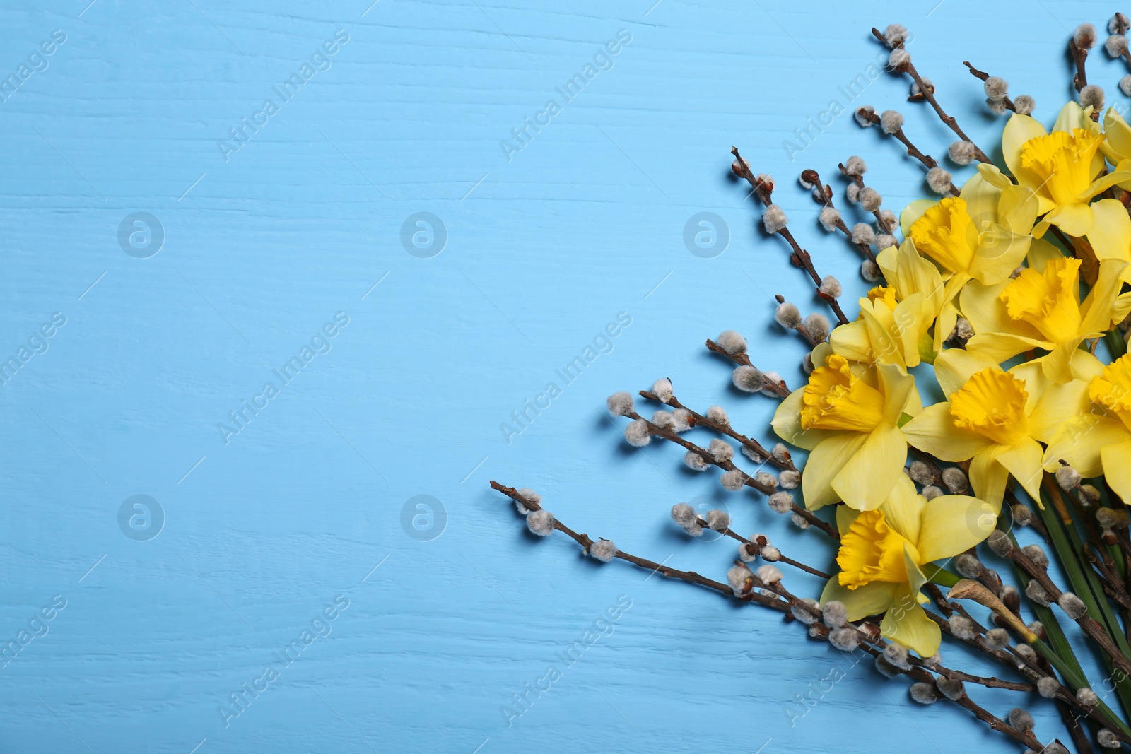 Photo of Bouquet of beautiful yellow daffodils and willow flowers on light blue wooden table, top view. Space for text