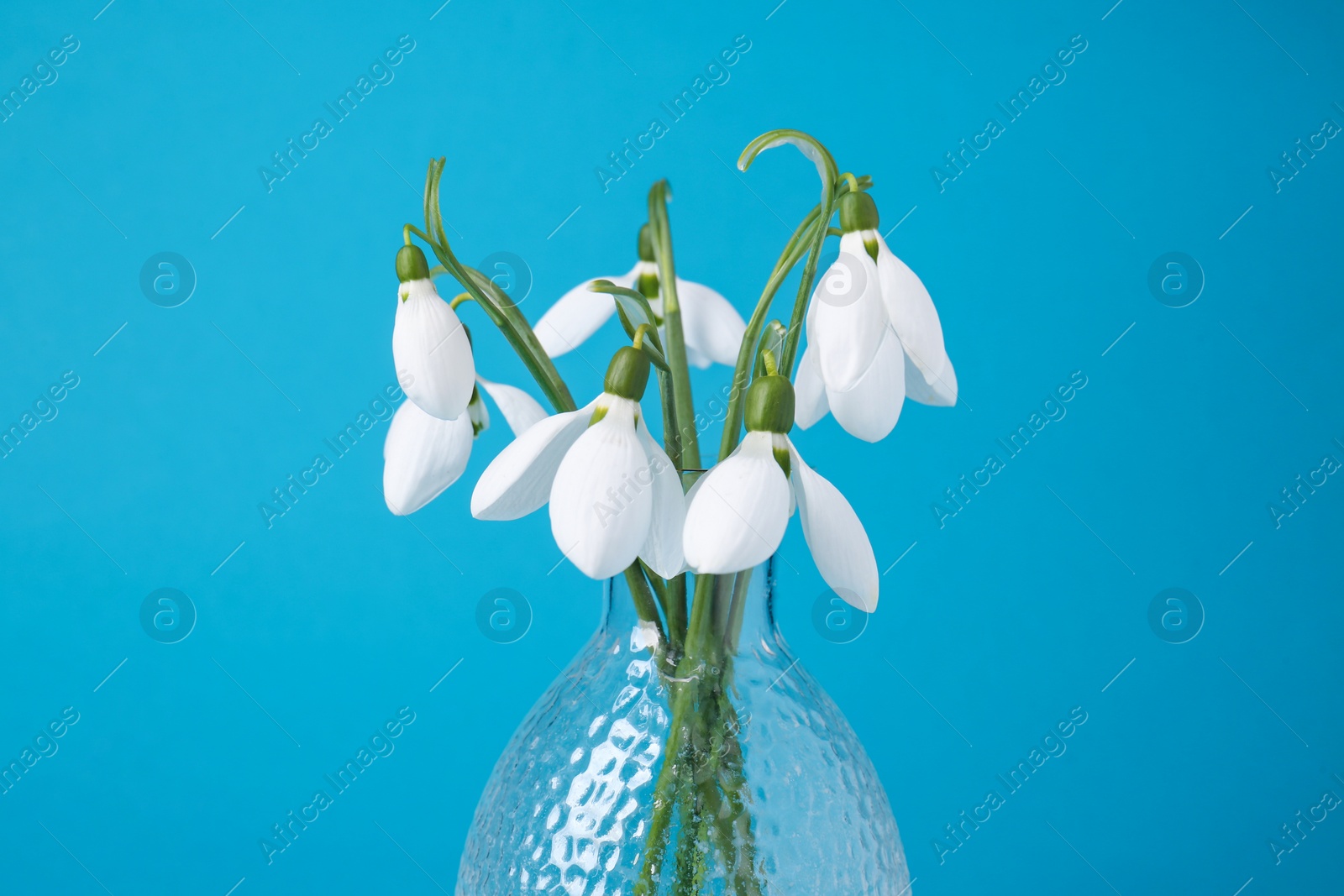 Photo of Beautiful snowdrops in vase on light blue background, closeup