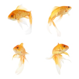 Image of Beautiful bright small goldfish on white background, collage 