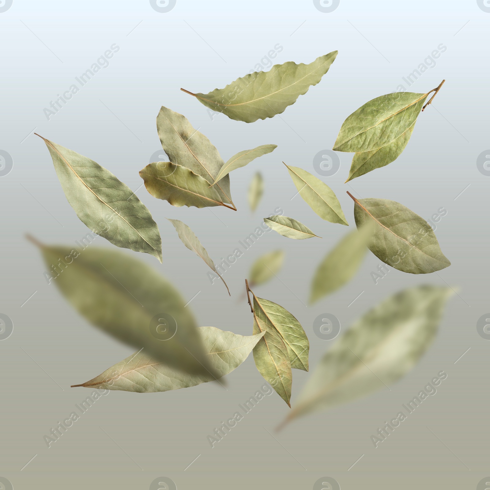 Image of Dry bay leaves falling on pale light dusty blue gradient background