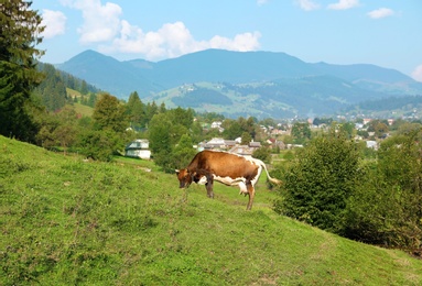 Photo of Cute cow on green pasture in summer