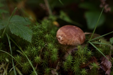 Fresh porcino mushroom growing in forest, closeup