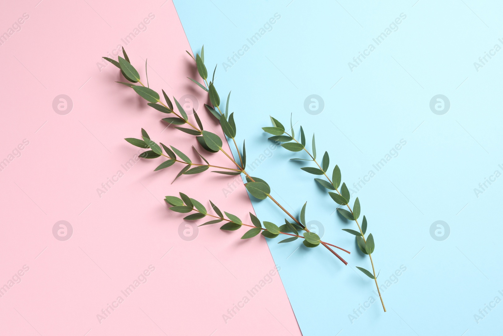 Photo of Eucalyptus branches with fresh leaves on color background, flat lay