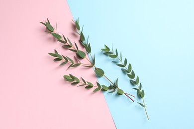 Eucalyptus branches with fresh leaves on color background, flat lay
