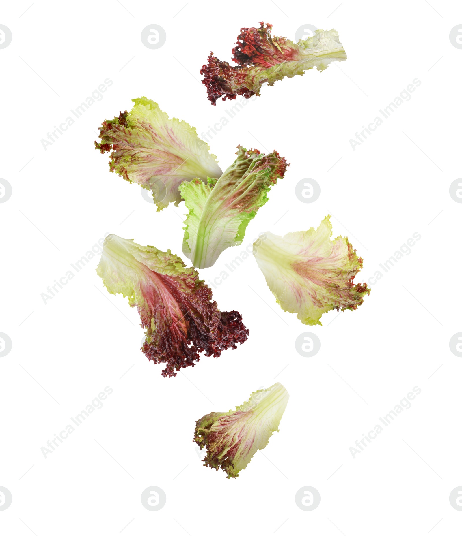 Image of Many oakleaf lettuce leaves falling on white background