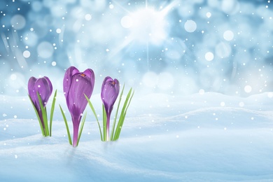 Image of Beautiful crocuses growing through snow outdoors on sunny day, space for text. First spring flowers