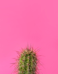 Photo of Beautiful cactus on color background