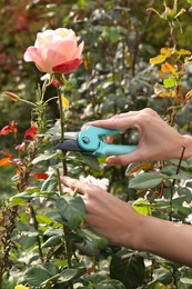 Photo of Woman pruning beautiful flower by secateurs in garden, closeup