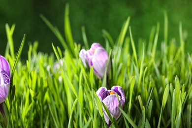 Photo of Fresh grass and crocus flowers on green background, closeup. Spring season