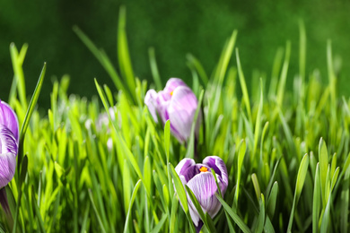 Fresh grass and crocus flowers on green background, closeup. Spring season