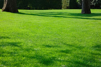 Beautiful view of green grass in garden on sunny day