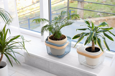 Beautiful plants near window indoors. Home design idea
