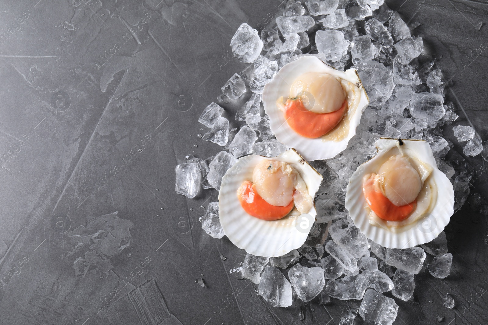 Photo of Fresh raw scallops with shells and ice cubes on grey table, top view. Space for text