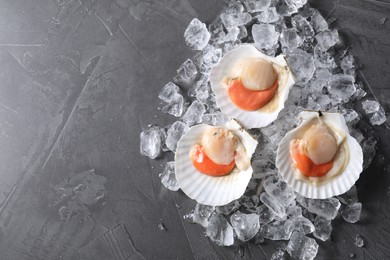 Photo of Fresh raw scallops with shells and ice cubes on grey table, top view. Space for text