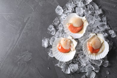 Fresh raw scallops with shells and ice cubes on grey table, top view. Space for text