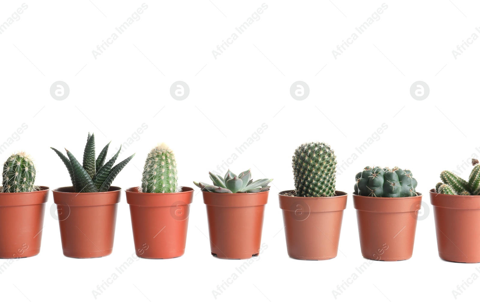 Photo of Different succulent plants in pots isolated on white. Home decor