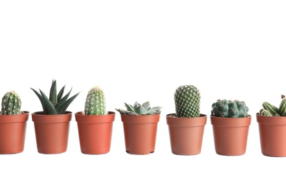 Photo of Different succulent plants in pots isolated on white. Home decor