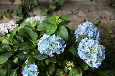 Photo of Blooming hortensia plants with beautiful flowers outdoors