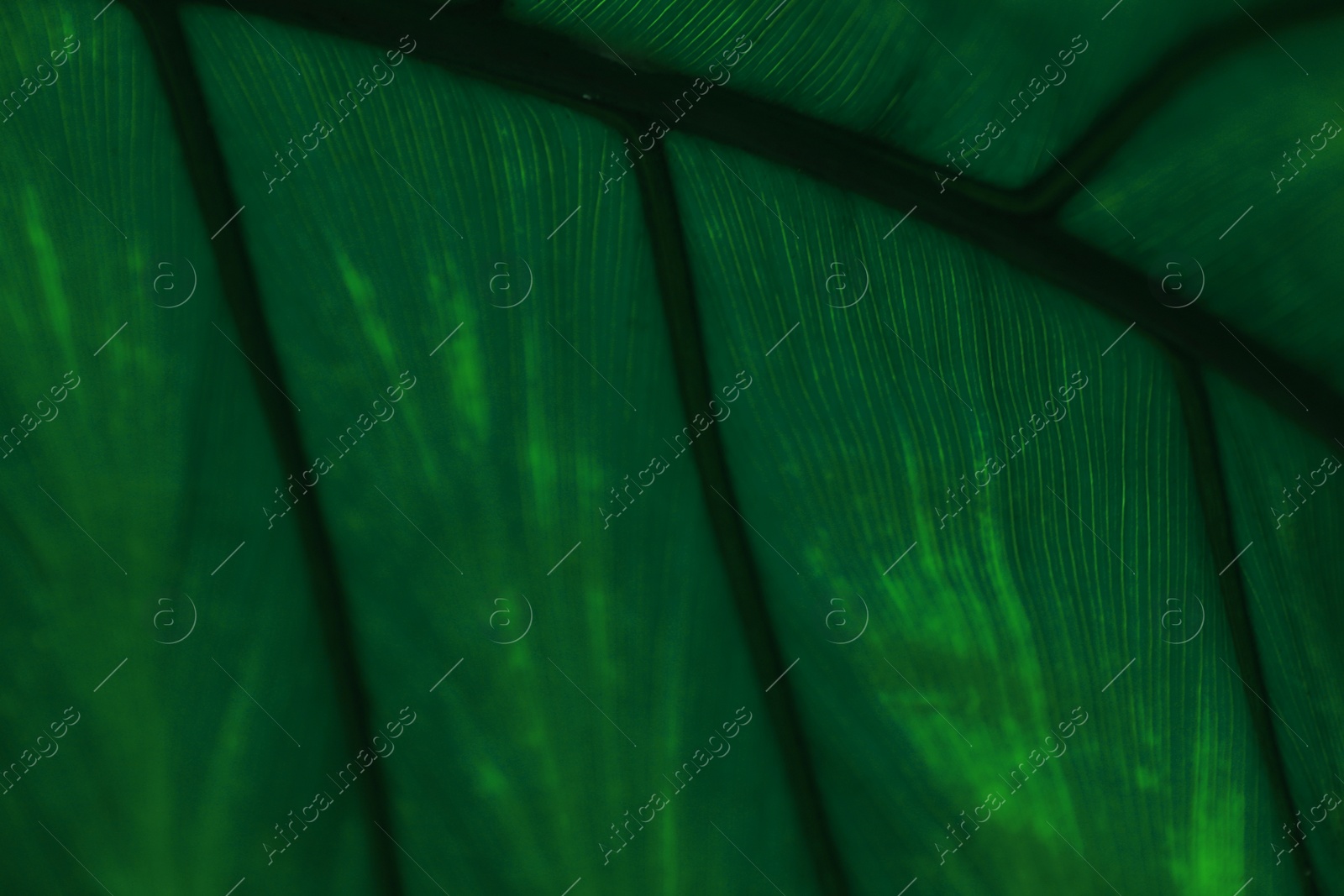 Photo of Macro view of green tropical leaf as background