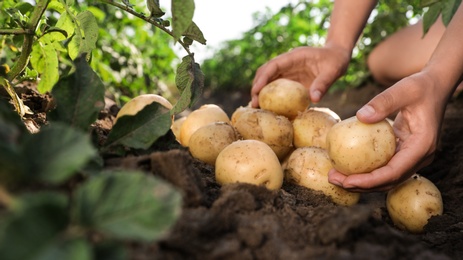 Photo of Woman stacking raw potatoes in field, closeup