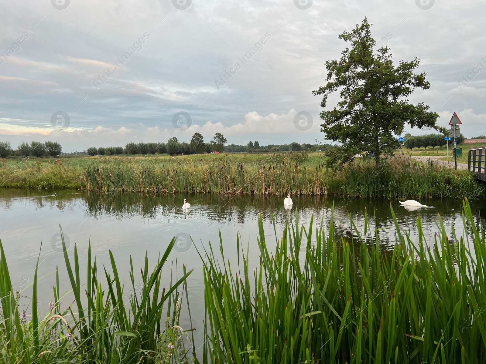 Photo of Beautiful view of swans on river, reeds and cloudy sky