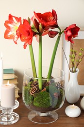 Beautiful red amaryllis flowers on wooden table