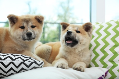 Photo of Adorable Akita Inu puppies on pillows at home