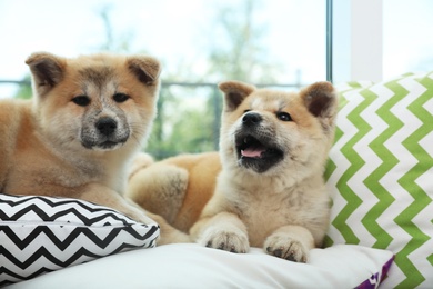 Adorable Akita Inu puppies on pillows at home