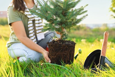 Photo of Woman planting conifer tree in meadow on sunny day, closeup