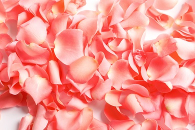 Photo of Beautiful rose petals as background