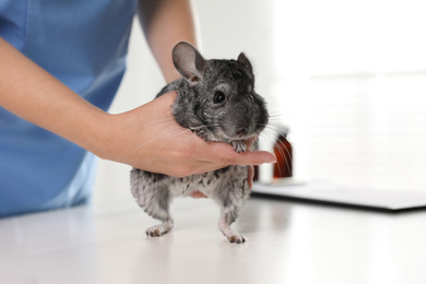 Professional veterinarian examining chinchilla in clinic, closeup