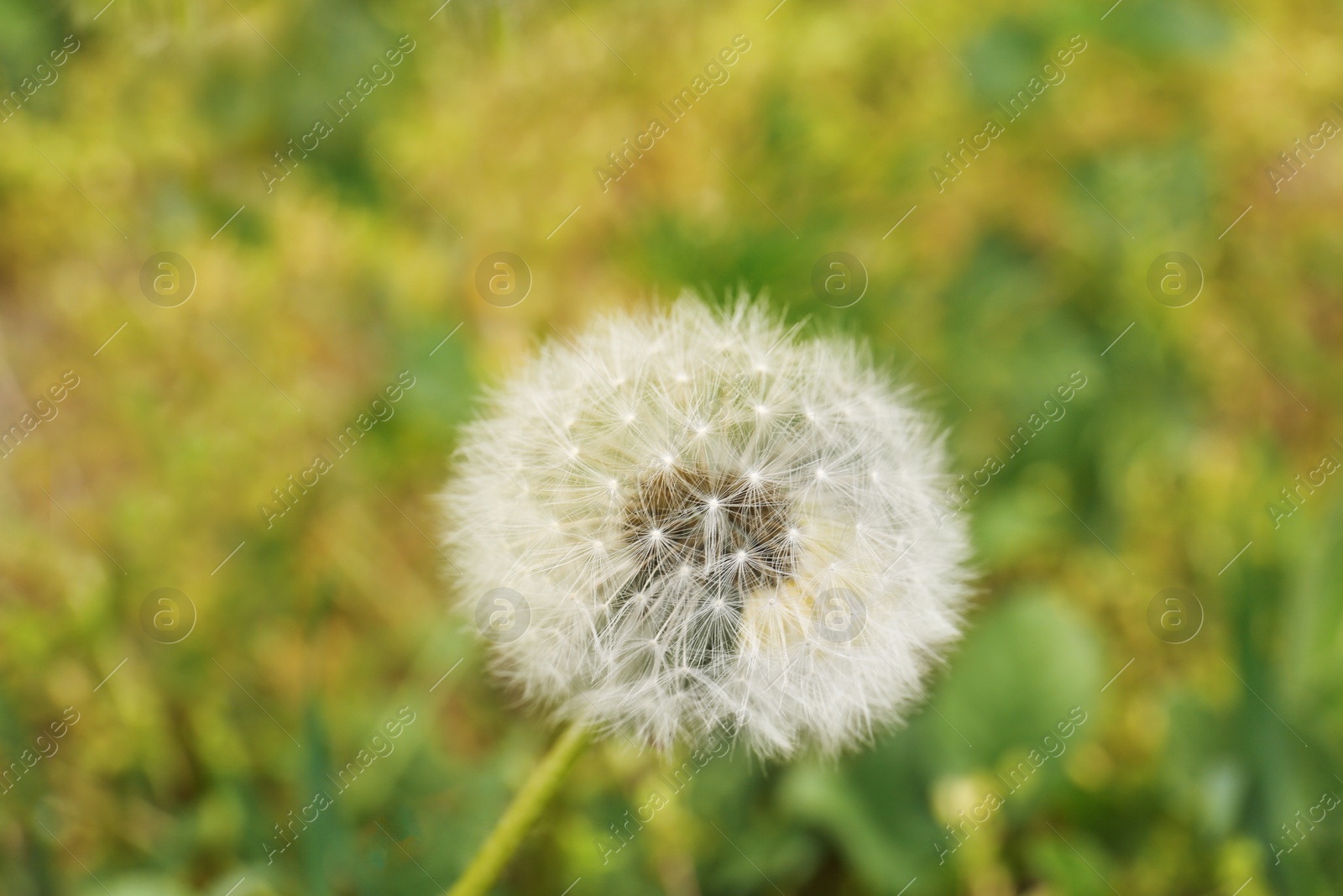 Photo of Closeup view of beautiful white fluffy dandelion outdoors