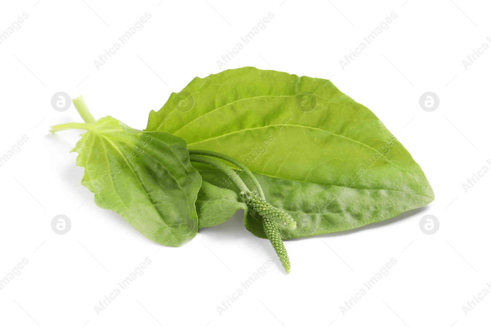 Photo of Leaves and seeds of broadleaf plantain on white background. Medicinal herb