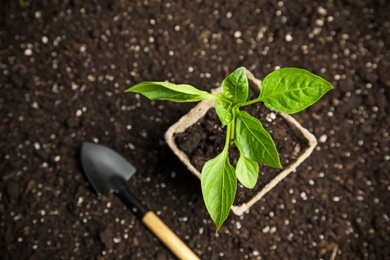 Vegetable seedling in peat pot and shovel on soil