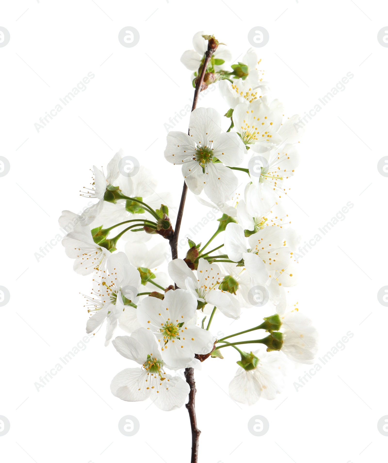 Photo of Beautiful blossoming branch on white background