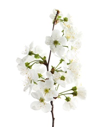 Photo of Beautiful blossoming branch on white background