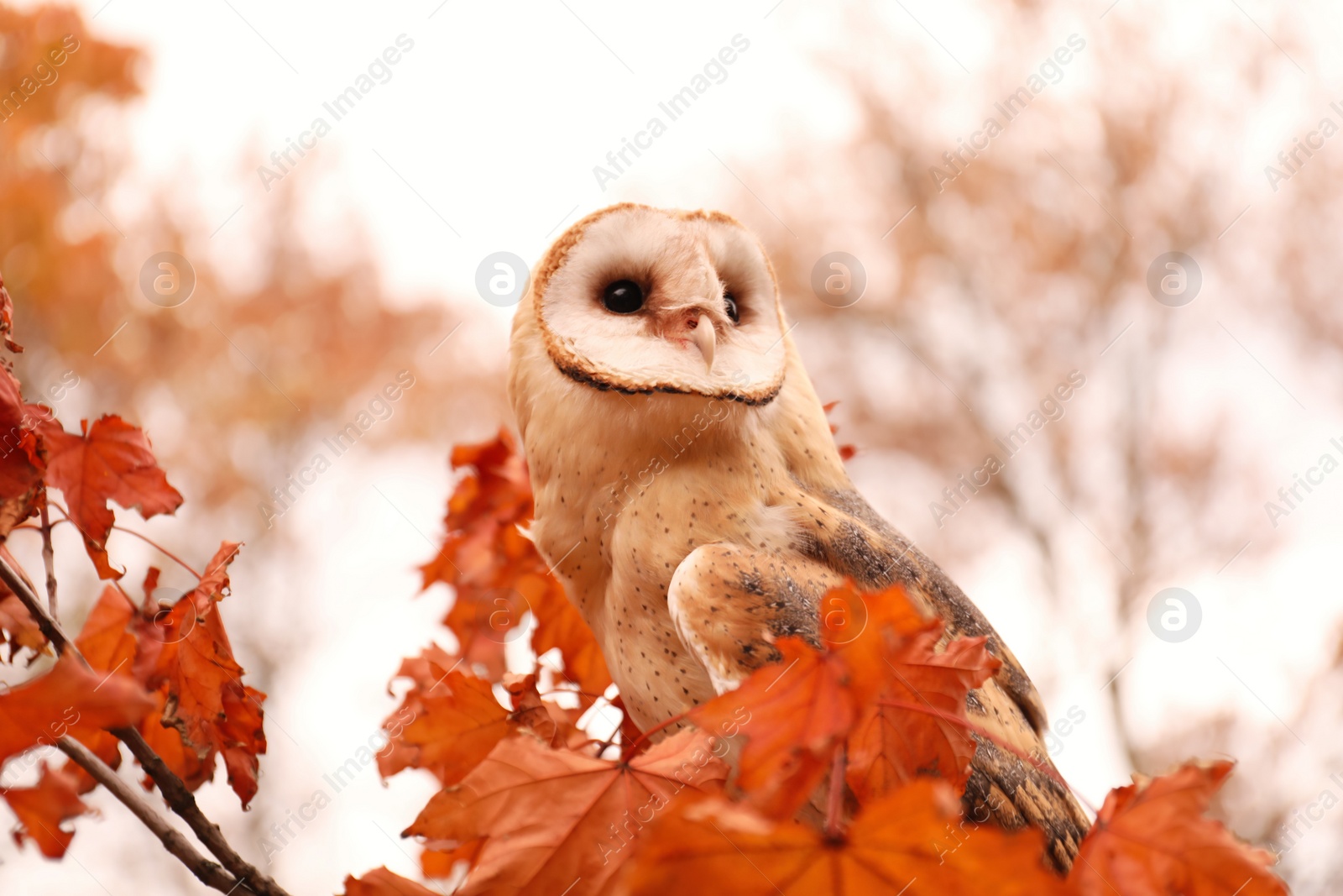 Photo of Beautiful common barn owl on tree outdoors